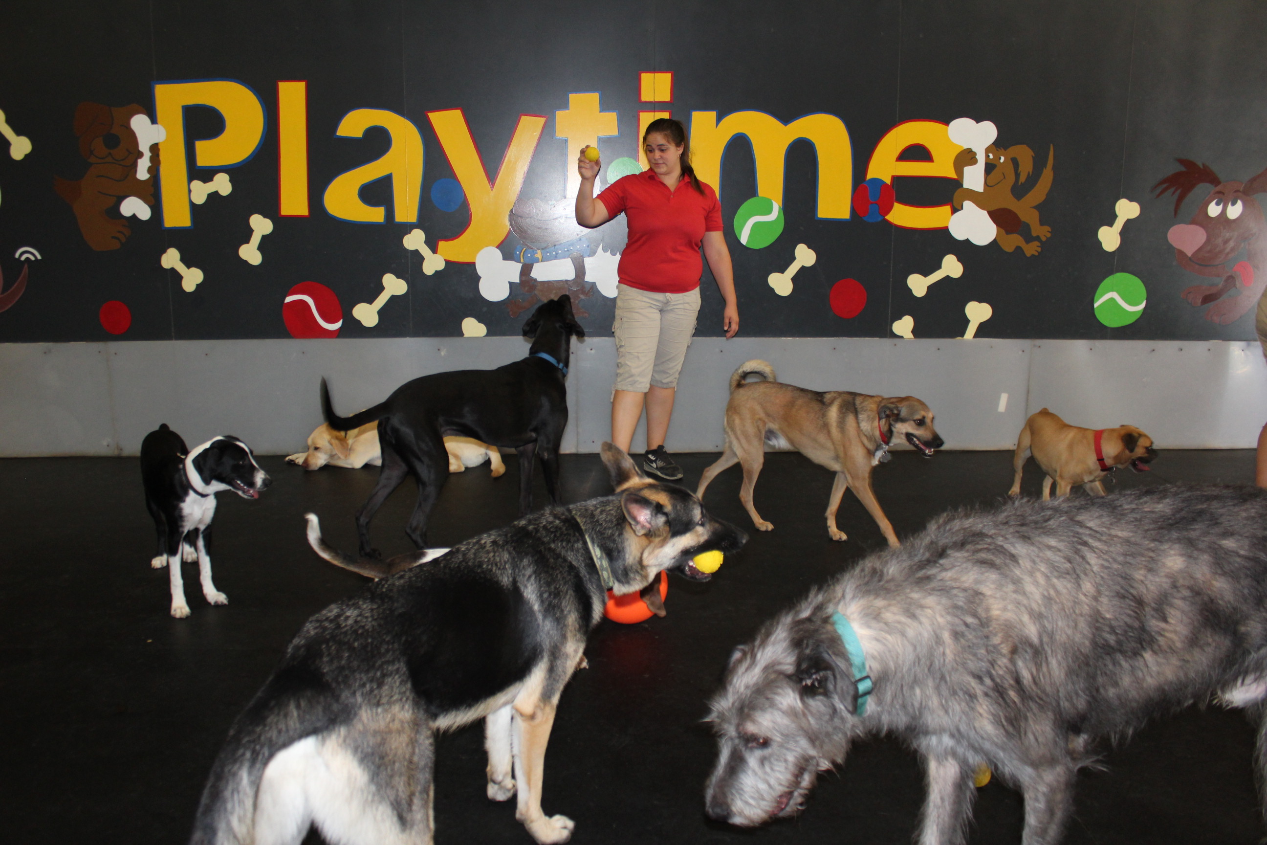 Logo for Playtime Doggie Daycare